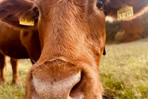 Kuh auf der Weide in der Gemeinde Angelburg