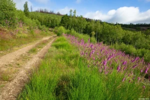 Lebensraum Hauberg an der Haubergstour (Foto: © Siegbert Werner)