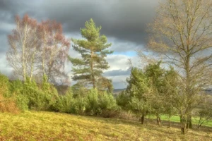 Lebensraum Magerrasen (Foto: © Helmut Weller CC BY-SA 4)