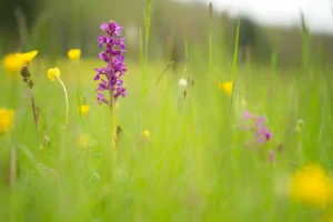Lebensraum Magerrasen (Foto: © Helmut Weller CC BY-SA 4)