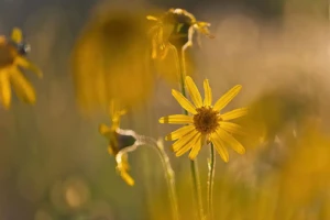 Lebensraum Magerrasen (Foto: © Helmut Weller CC BY-SA 4)