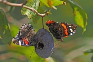 Lebensraum Streuobstwiese (Foto: © Helmut Weller CC BY-SA 4)