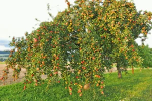 Lebensraum Streuobstwiese (Foto: © Helmut Weller CC BY-SA 4)