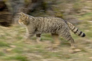 Wildkatzen im Naturpark Lahn-Dill-Bergland (Foto: Helmut Weller)