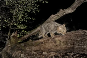 Naturschutzprojekt "Wildkatzenwälder von Morgen" © Helmut Weller