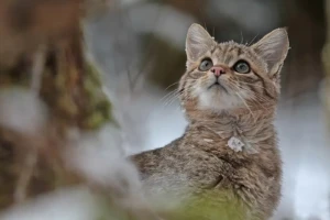 Naturschutzprojekt "Wildkatzenwälder von Morgen" © Helmut Weller
