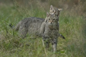 Naturschutzprojekt "Wildkatzenwälder von Morgen" © Helmut Weller