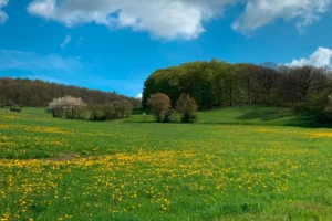 Landschaft bei Niederhörlen (CC Marburg Stadt und Land Tourismus GmbH)