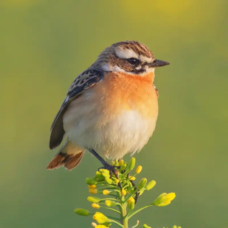 Braunkehlchen im Naturpark Lahn-Dill-Bergland