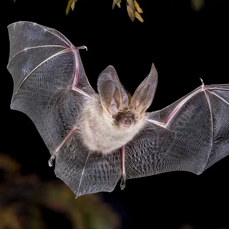 Fledermäuse im Naturpark Lahn-Dill-Bergland