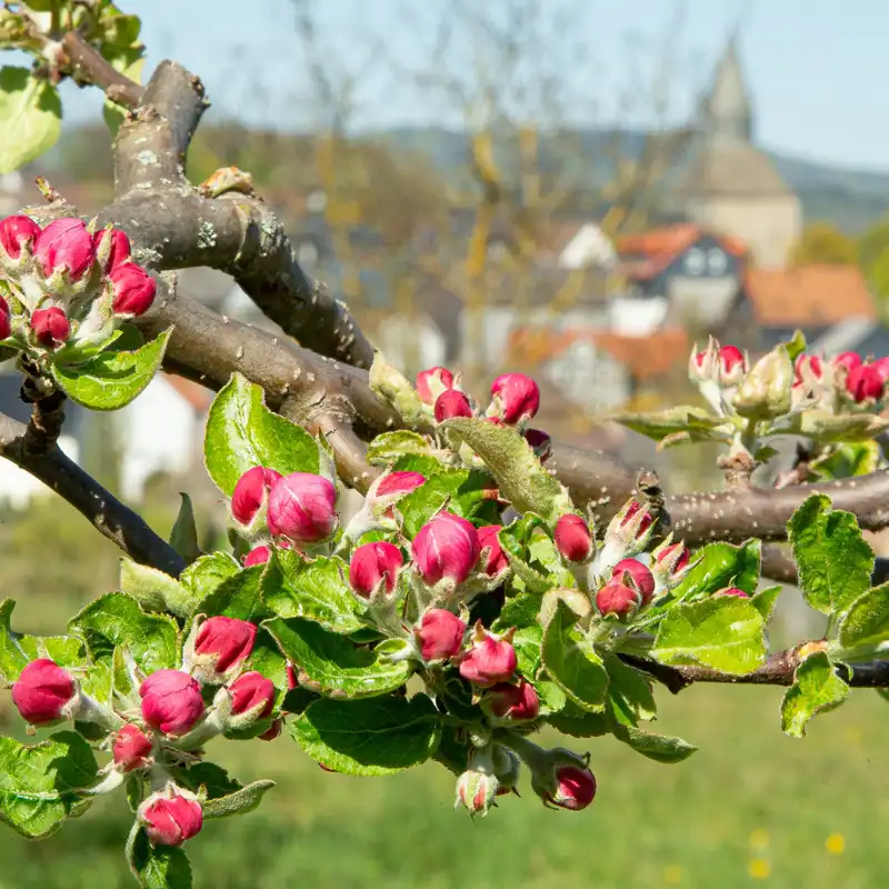 Streuobstwiesen im Naturpark Lahn-Dill-Bergland
