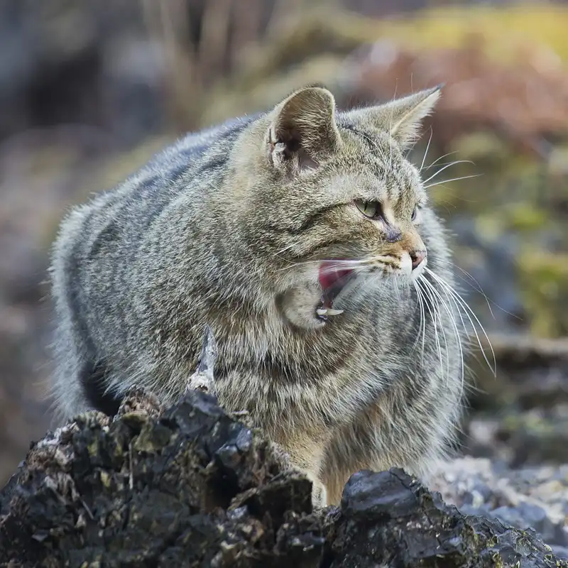 Wildkatzen im Naturpark Lahn-Dill-Bergland (Foto: Helmut Weller)